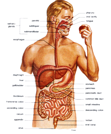 Digestion and Digestive